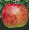 liberty apple fruit tree seed seedling