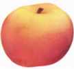 maidens blush apple tree fruit seed seedling