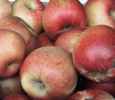melrose apple fruit tree seed seedling
