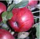 northern spy apple fruit tree seed seedling