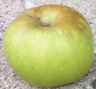 pound sweet apple tree fruit seed seedling