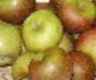 ralls genet apple fruit tree seed seedling