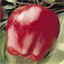 red delicious apple fruit tree seed seedling