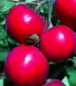 red rome apple tree fruit seed seedling