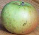 roxbury russet apple fruit tree seed seedling