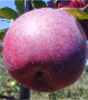 royal empire apple tree fruit seed seedling