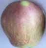 sheepnose gillyflower apple fruit tree seed seedling