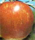 stayman winesap apple tree fruit seed seedling