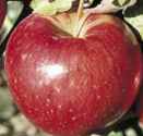 sweet sixteen apple tree fruit seed seedling