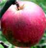 virginia beauty apple tree fruit seed seedling