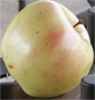 virginia gold apple tree fruit seed seedling