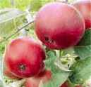 wealthy apple tree fruit seed seedling