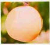 blenheim apricot tree fruit