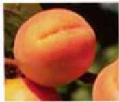 apricot goldrich tree fruit