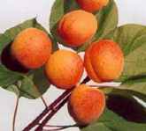moorpark apricot tree fruit