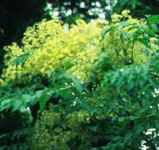 angelica tree aralia chinensis seeds seedling tree