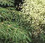 hercules club aralia spinosa seeds seedling tree