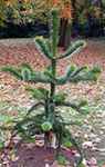 monkey puzzle tree araucaria seed seedling