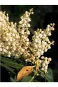 arbutus menzeisii flower tree seed
