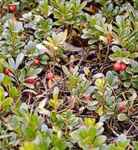 arctostaphylos uva ursi bearberry seeds