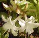 azalea atlantica rhododendron shrub flower seed seedling