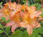 azalea rhododendron calendulaceum shrub flower seed