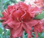 azalea kings red shrub flower seedling