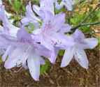 azalea rhododendron poukhanensis shrub flower seed seedling