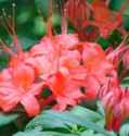 azalea rhododendron prunifolium shrub flower seed 