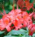 azalea rhododendron prunifolium shrub flower seed 