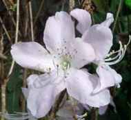 azalea schlippenbachi shrub flower seed