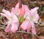 azalea rhododendron vaseyi shrub flower seed