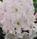 azalea white swan rhododendron shrub seed seedling