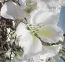 bauhinia alba white orchid tree seed seedling