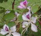 bauhinia purpurea butterfly orchid tree bloom seed seedling