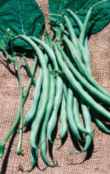bean maxibell seed