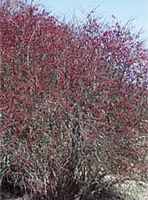 berberis thunbergii atropurpurea red japanese barberry seed seedling
