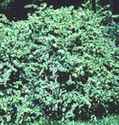 berberis thungergii japanese barberry shrub seed seedling