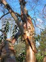 betula albo sinensis chinese birch