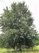 betula lenta sweet birch tree