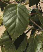 betula platyphylla japanese white birch tree