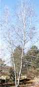 betula populifolia grey birch tree