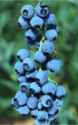 blueberry blueray bush fruit