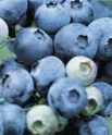 bluecrop blueberry bush fruit