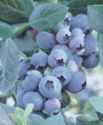 misty blueberry bush fruit