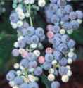 blueberry sunshine blue bush fruit