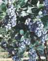blueberry sharpblue bush fruit