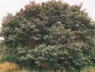broussonetia paprifera paper mulberry tree