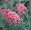 buddliea davidii pink delight butterfly bush shrub seedling