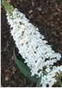buddleia davidii white profusion butterfly bush shrub seedling